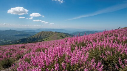 Drone shot showcasing vibrant pink wild rosemary flowers in mountainous terrain