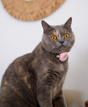 British short hair cat with pet tracker