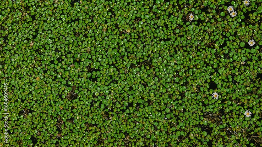 Poster visual depiction of a pond covered extensively by small floating plants that produce a continuous gr