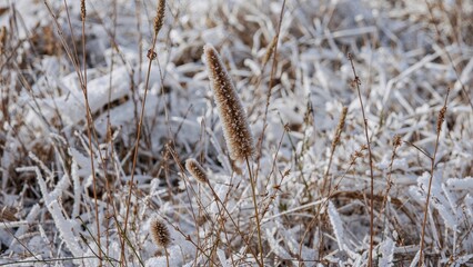 A frost-covered meadow showcases withered grass and flower stems in cold weather.