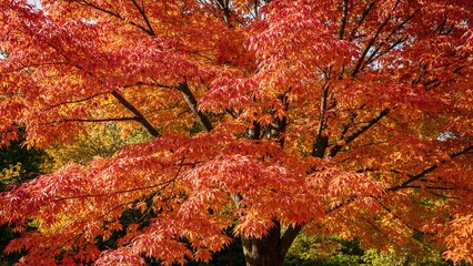 Fall scenery with white-pink mountain ash in an urban park
