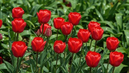 Spring tulips in full bloom