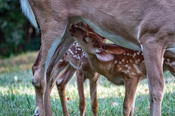 A Whitetail Deer Doe Nurses Her Twin Fawns