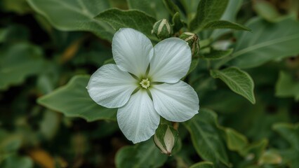 Close-up of a beautiful wildflower and leaf on a natural background