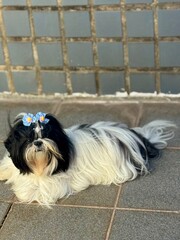 shih tzu dog