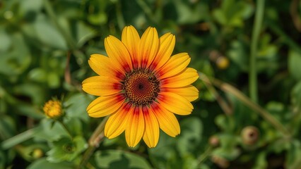 Obraz premium Bee perched on a vibrant yellow and red flower against a lush green backdrop