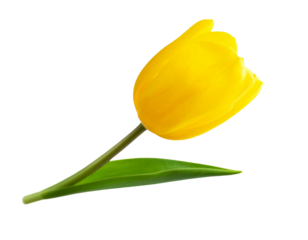  A stylized composition of a single yellow tulip with a gently curved stem and one twisting green leaf, floating mid-air in a minimalist  shadows, isolated on a transparent background
