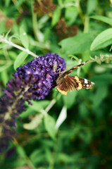 Butterfly is resting on a purple flower