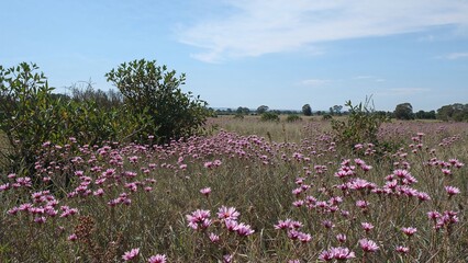Vibrant wildflower display along a remote shoreline