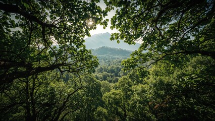 Obraz premium Elevated outlook over flourishing summer forest landscape