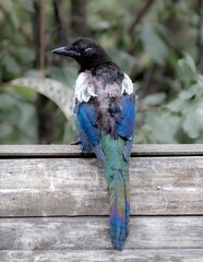Vibrant magpie on wooden fence