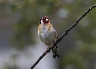 Vibrant European goldfinch on a branch.