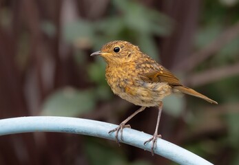 Small brown bird on blue pipe