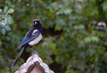 Magpie on Wooden Structure