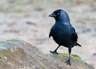 Black bird on rock with blurred background.