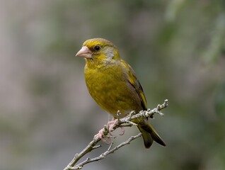 Greenfinch on a branch