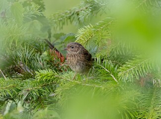 Bird Perched on Pine Branches