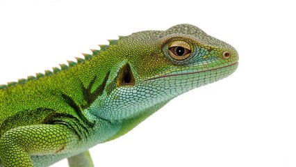 Fototapeta premium The colorful patterned lizard