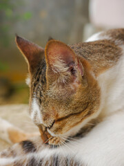 Close-up of a cat grooming itself, eyes closed and gently licking its fur. The soft background...