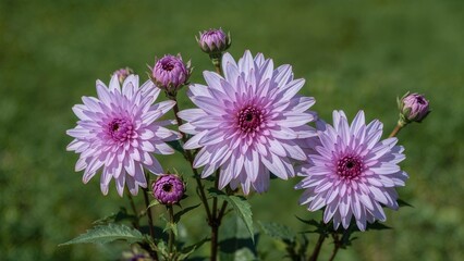 Obraz premium Sunlit garden featuring Miss Delilah Dahlia chrysanthemum in vivid lilac and purple, flowers and buds in full bloom, natural setting with out-of-focus green grass background