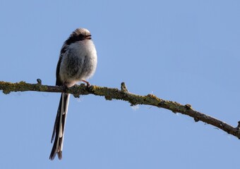 Long-tailed tit on a branch in blue sky.