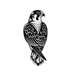 Fototapeta premium Majestic peregrine falcon, black and white illustration, bird of prey, detailed feathers.