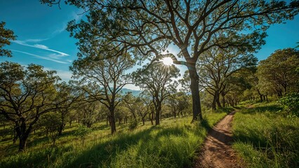 Obraz premium Wandering through a charming woodland on a sunny day