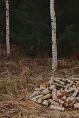 Birch firewood preparation in forest