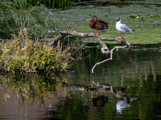 Duck and seagull on a branch over a pond.