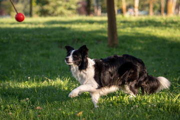 Border collie joyfully chasing a red ball in a green park during a sunny afternoon