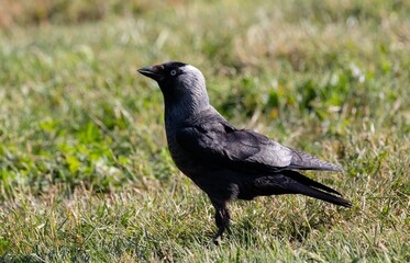 Black Bird with Grey Head on Grass