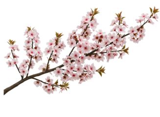 Delicate pink cherry blossom branch isolated on transparent background