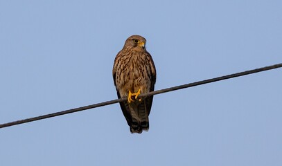 Kestrel on a Wire Against Blue Sky