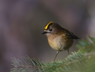 Tiny Bird with Yellow Crown on Pine Branch
