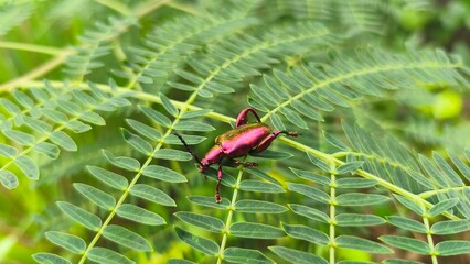 A frog leg beetle (Sagra sp) on leaves, frog leg beetle (Sagra sp) closeup
