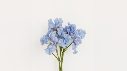 Elegant blue iris flowers set against a clean white surface