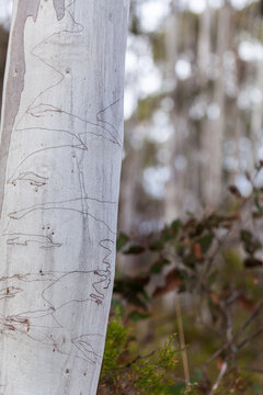 White scribbly gum tree trunk with bokeh bushland behind on cold morning