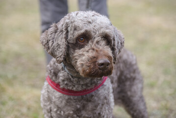 Lagotto romagnolo, grey italian breed dog at walk on leash with owner, close-up portrait,...
