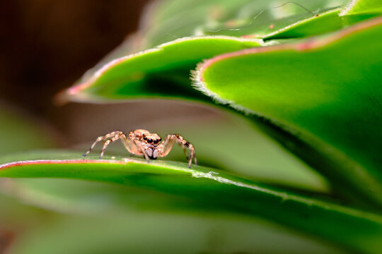 Jumping Spider Nestled in Leaves of Aeonium Simsii