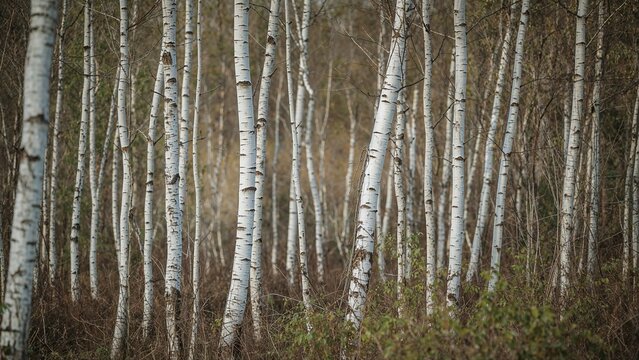 A grouping of tall birch saplings