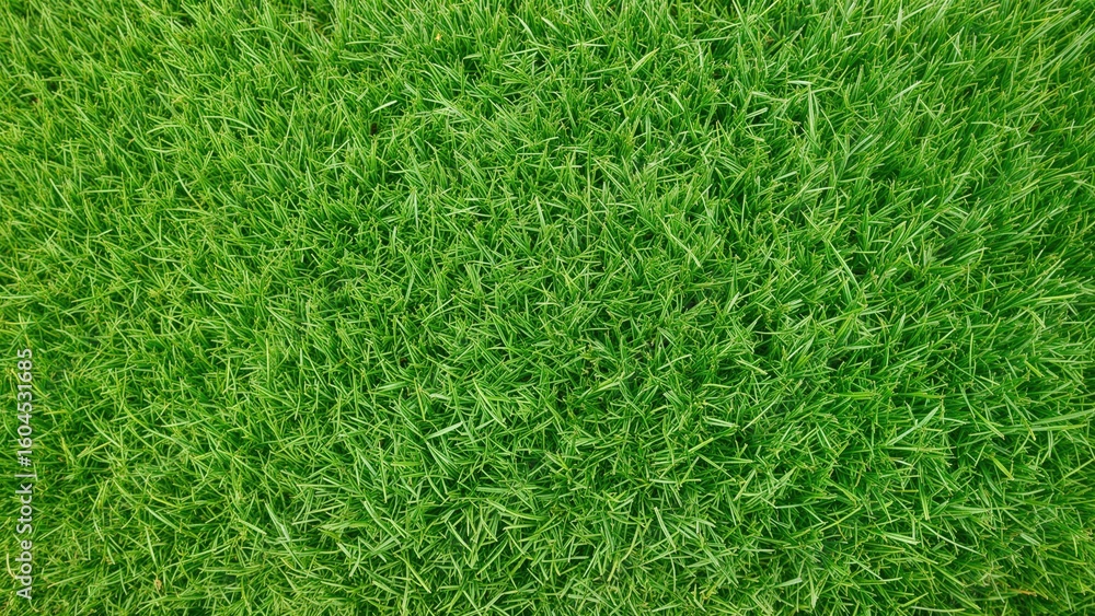 Poster isolated circular pattern of green grass on white background with clipping path