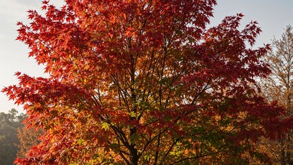 Maple Tree with Bright Red and Green Leaves Amidst the Fall Season