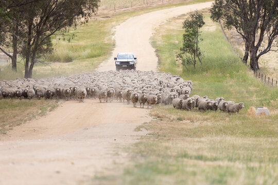 White ute with kelpies on back behind a mob of walking merino sheep on a dirt road in country