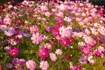 Obraz premium 夕暮れのコスモス畑