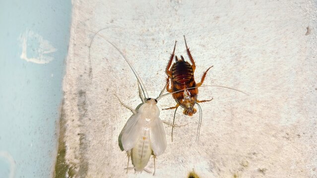 White cockroaches that have just molted and cockroaches clinging to the wall