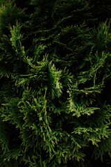 Close up of green leaves on a tree. Vertical composition ideal for phone wallpaper or minimal nature backgrounds.