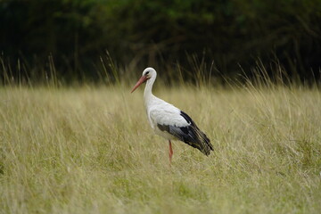 Young White stork foraging in the Leine meadows (Ciconia ciconia) Ciconiidae family. Hanover,...