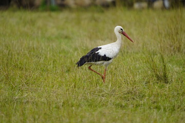 Young White stork foraging in the Leine meadows (Ciconia ciconia) Ciconiidae family. Hanover, Germany.