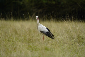Young White stork foraging in the Leine meadows (Ciconia ciconia) Ciconiidae family. Hanover,...