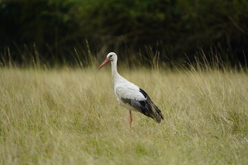 Fototapeta premium Young White stork foraging in the Leine meadows (Ciconia ciconia) Ciconiidae family. Hanover, Germany.